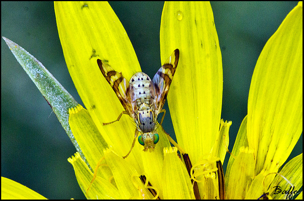 Di che tipo di mosca si tratta ?